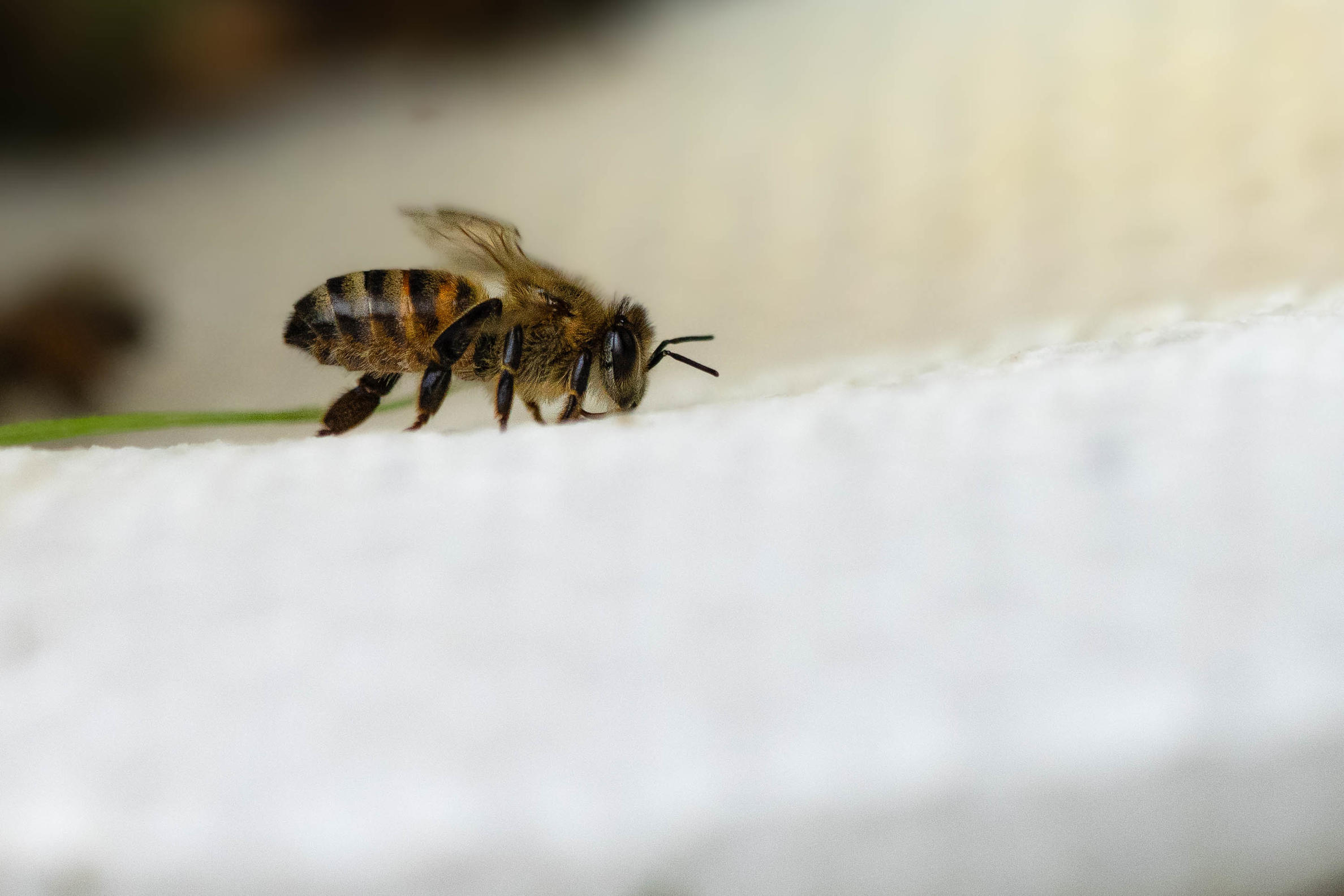 Apis mellifera en la isla Santa Cruz. Foto: Carlos Espinosa/CDF.